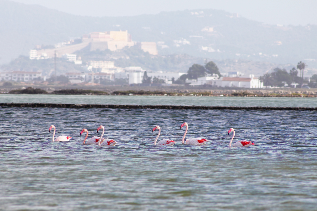 © Rob Hayman Photography Playa Den Bosa - Spain Flamingos