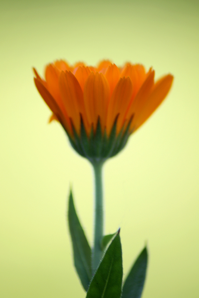 ©Rob Hayman Photography Crickhowell - UK Flower 