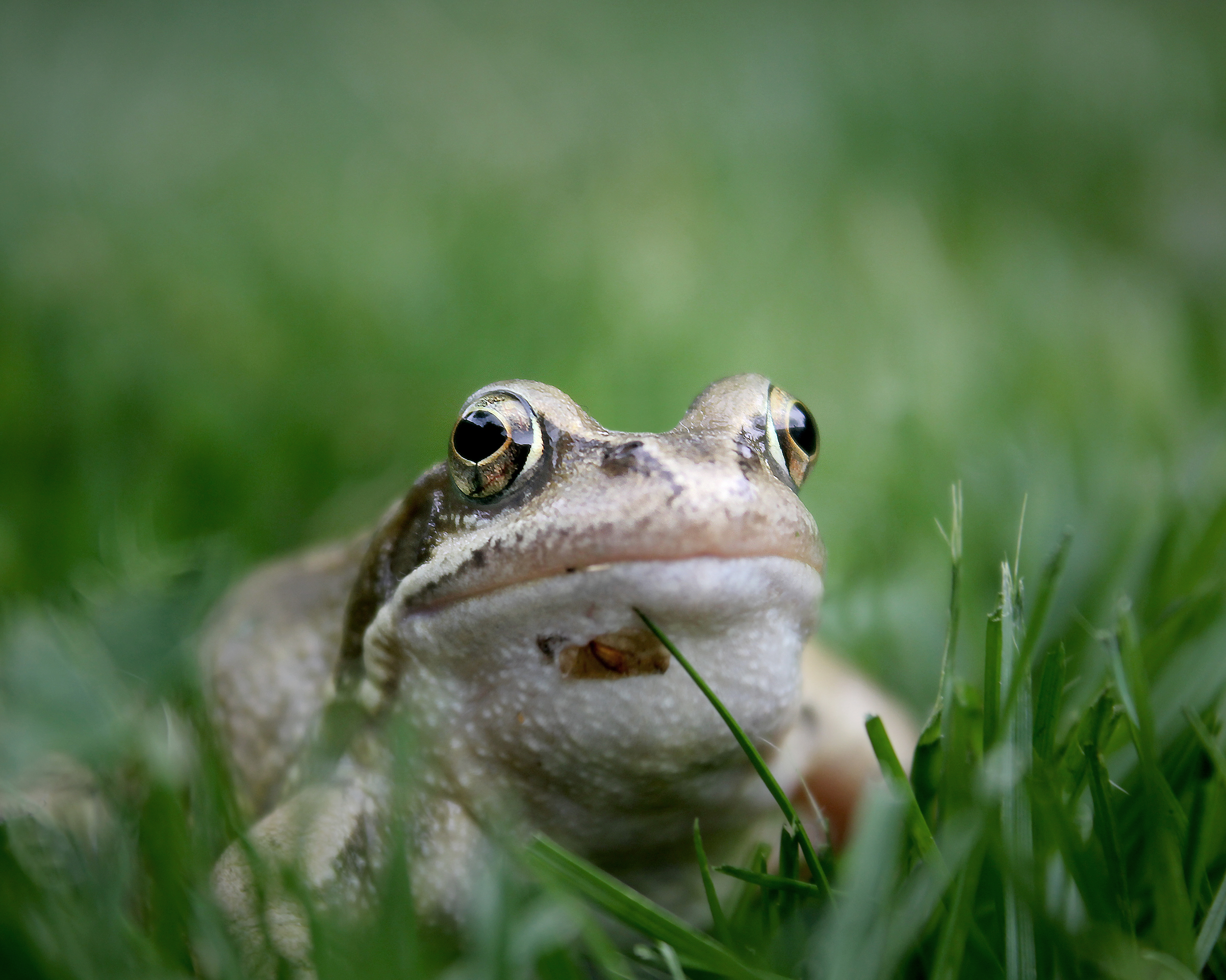 ©Rob Hayman Photography Wallingford - UK frog
