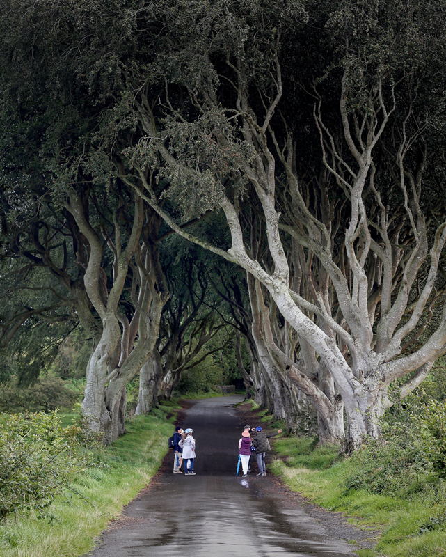 ©Rob Hayman Photography Dark Hedges - N Ireland Trees