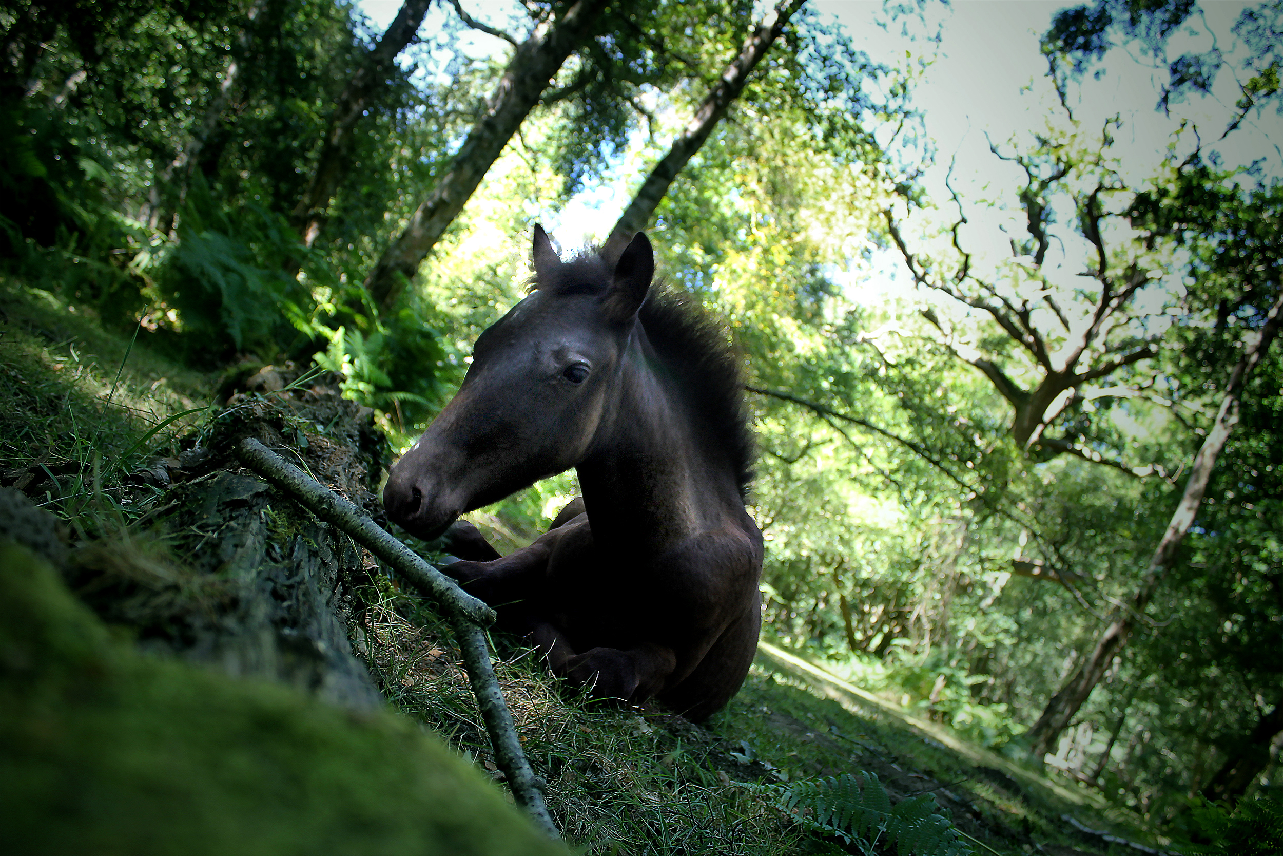 ©Rob Hayman Photography Brockenhurst - UK Horse
