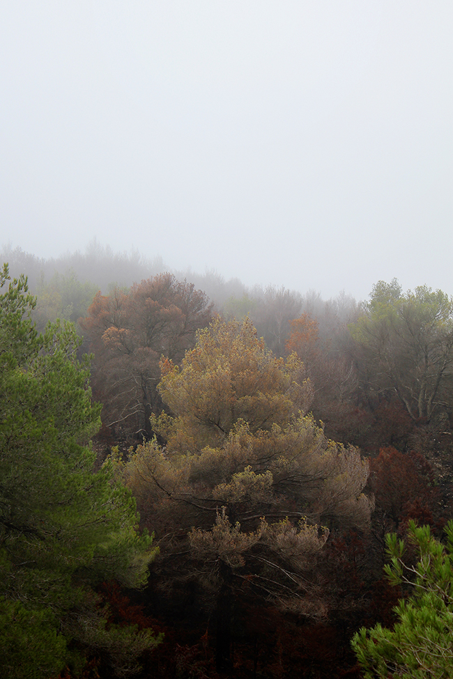 ©Rob Hayman Photography Arta - Spain Trees