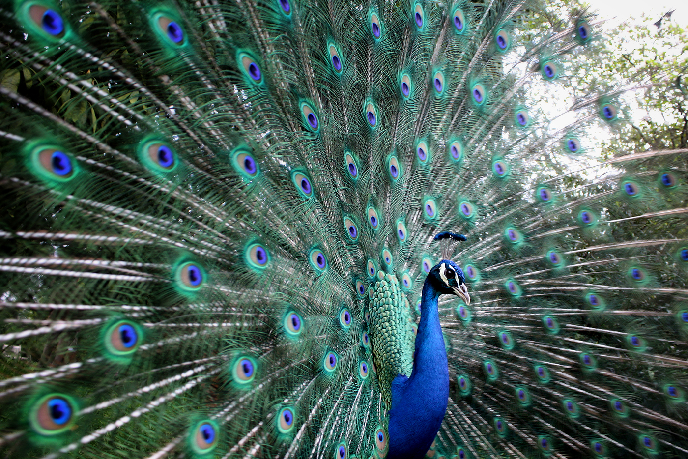 ©Rob Hayman Photography Oxford - UK Peacock